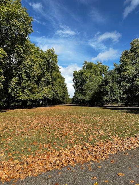 A wide open park area featuring a grassy field covered with fallen autumn leaves in shades of orange and brown, bordered by tall, lush green trees on both sides that create a natural corridor. The sky above is bright blue with scattered white clouds, suggesting a clear, sunny day. The ground in the foreground shows a section of paved pathway or driveway, with leaves gently piled along the edge. The scene is calm and natural, illustrating an outdoor environment where rubbish removal or landscape clearing might be necessary to maintain cleanliness and safety in public green spaces. The absence of visible litter emphasizes the importance of proper waste disposal, potentially handled by services like House Clearances South Kensington for private land or property maintenance, aligning with alternative waste handling practices outside local authority collection. Overall, the image depicts an organized natural setting with no visible waste or debris, highlighting the role of professional rubbish removal in preserving such environments.